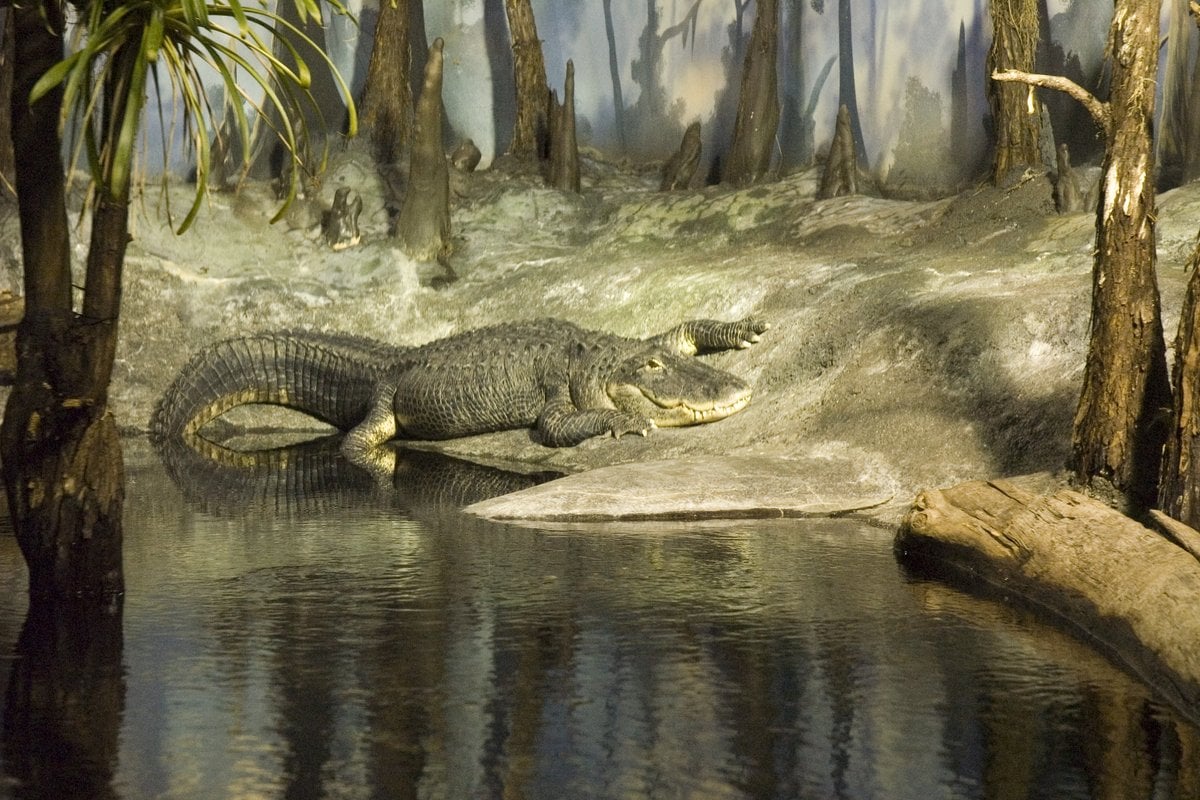 National Mississippi River Museum & Aquarium - Gallery Image 2